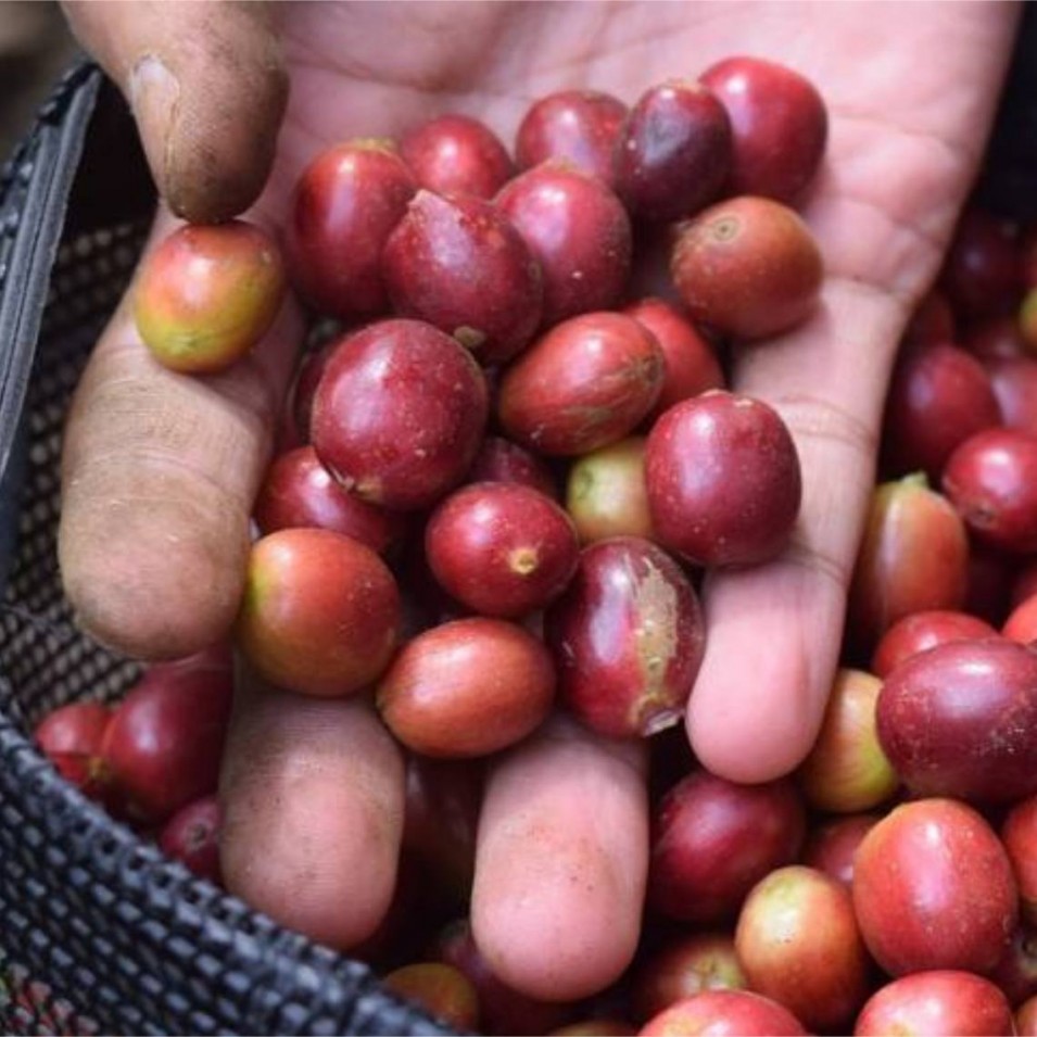  Selective coffee picking by hand