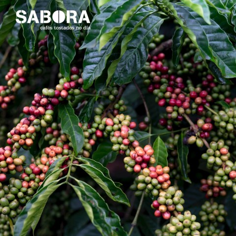  Equatorial forests - origin of coffee